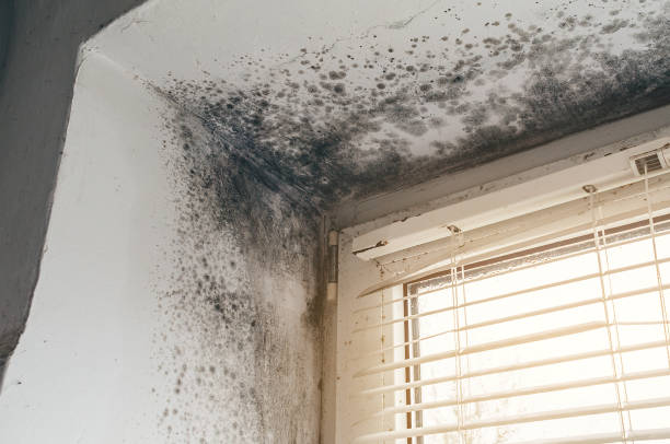 Affordable Mold Removal solutions in Harrisburg, PA